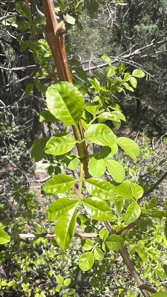 Fraxinus Velutina