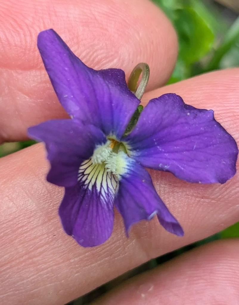 Viola Sororia