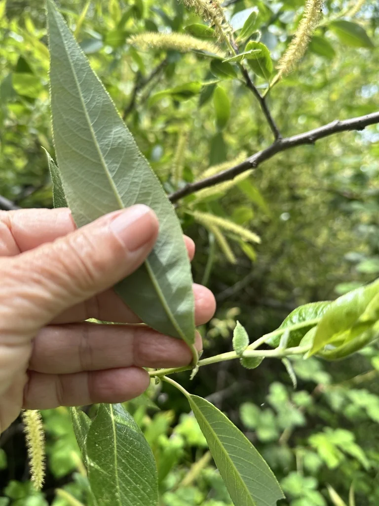 Salix Laevigata