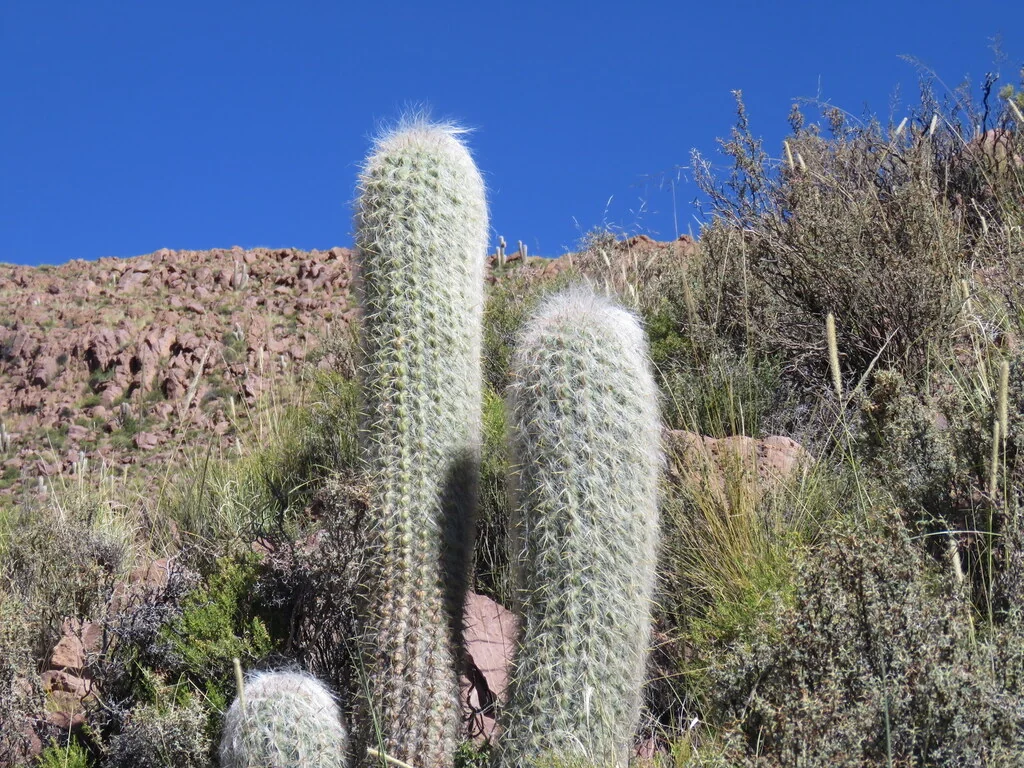 Oreocereus Celsianus