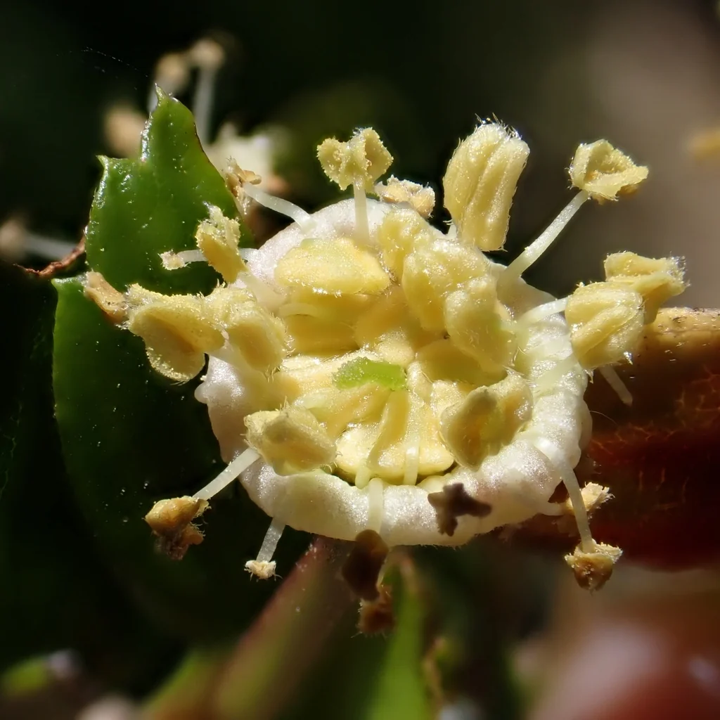 Cercocarpus Minutiflorus