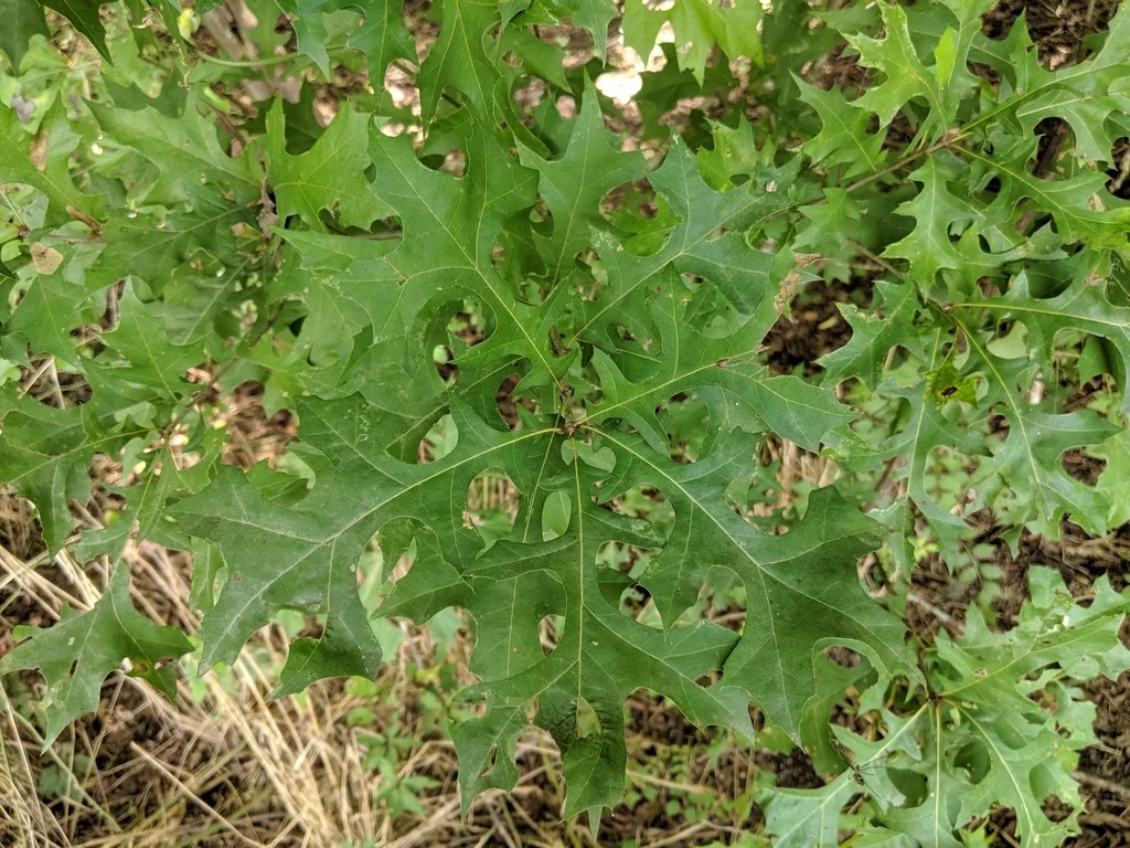 Quercus Texana