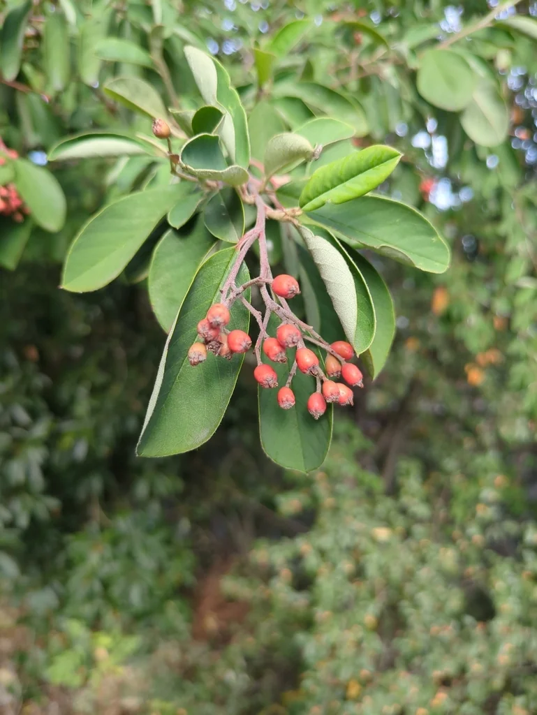 Cotoneaster Glaucophyllus