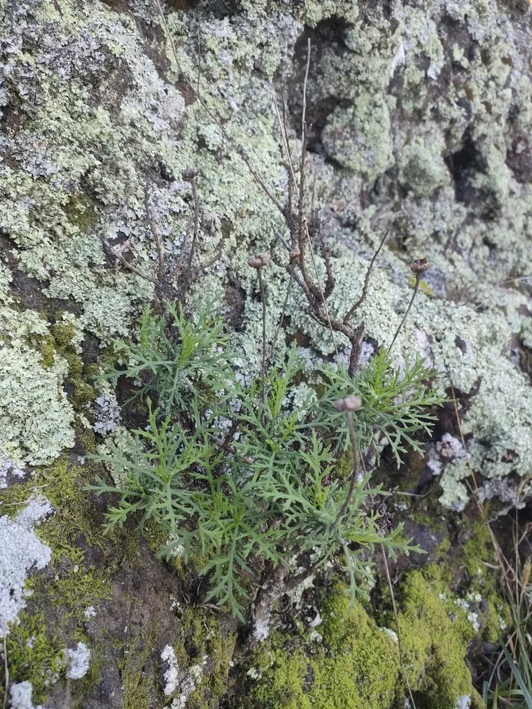 Argyranthemum frutescens