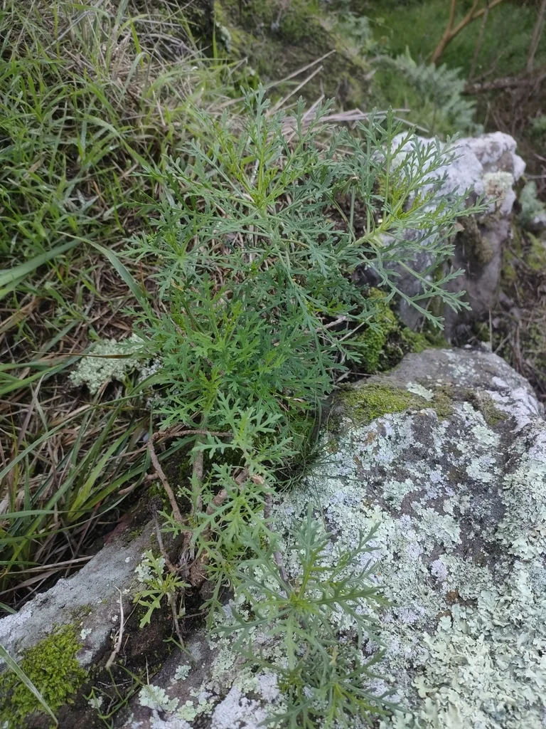 Argyranthemum frutescens