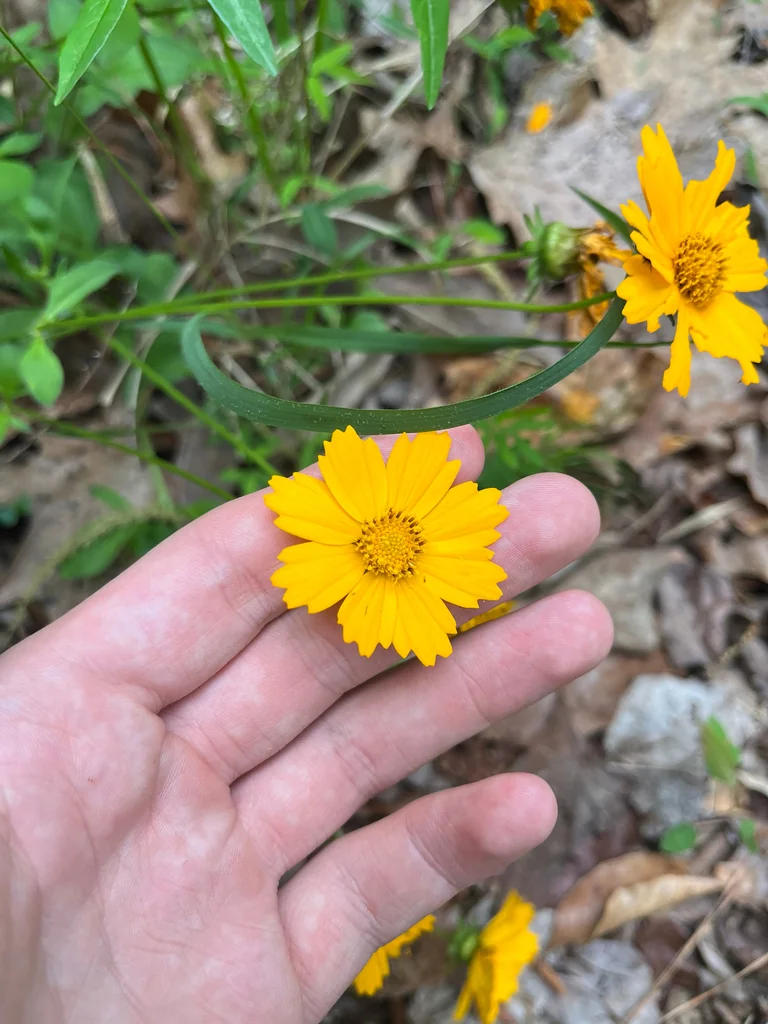 Coreopsis Auriculata