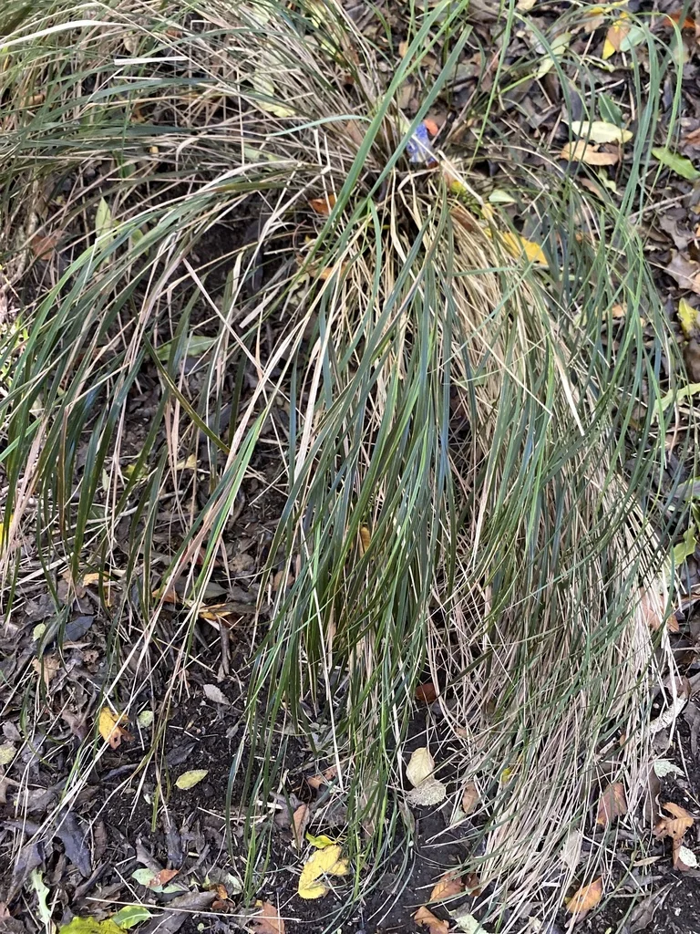Anemanthele Lessoniana