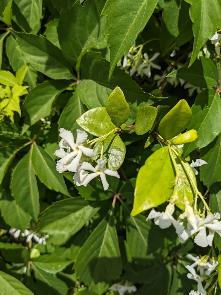 Trachelospermum Jasminoides