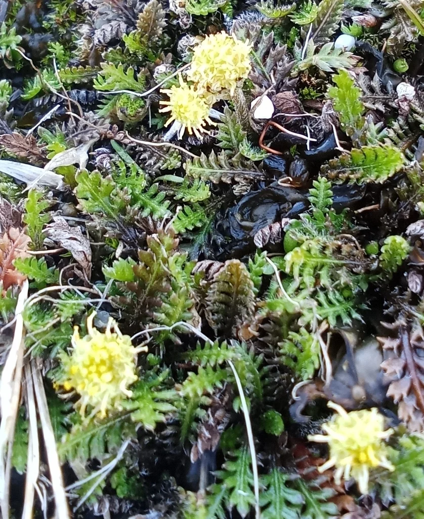 Leptinella Squalida