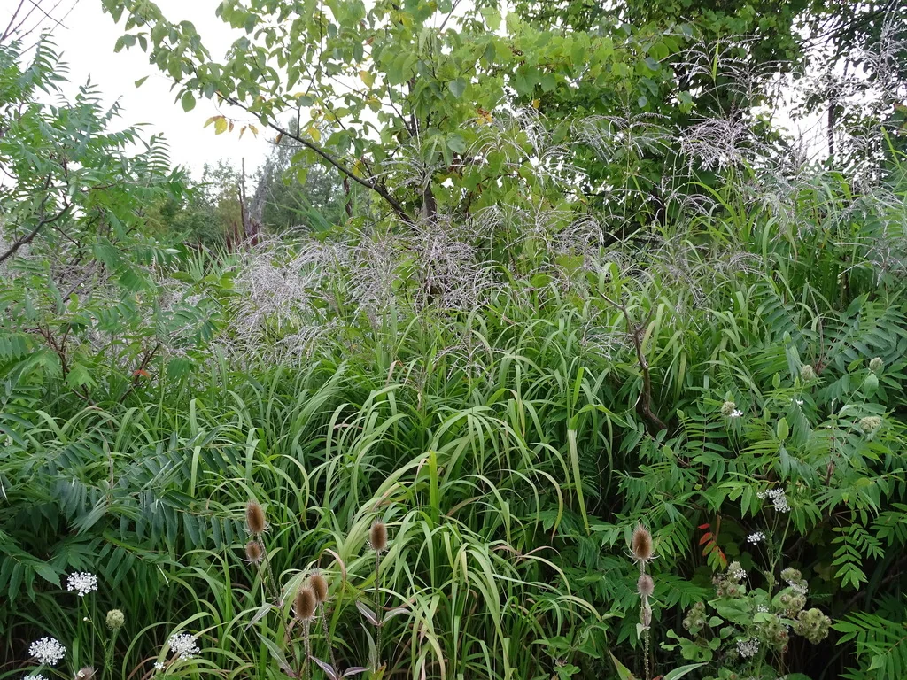 Miscanthus Sacchariflorus