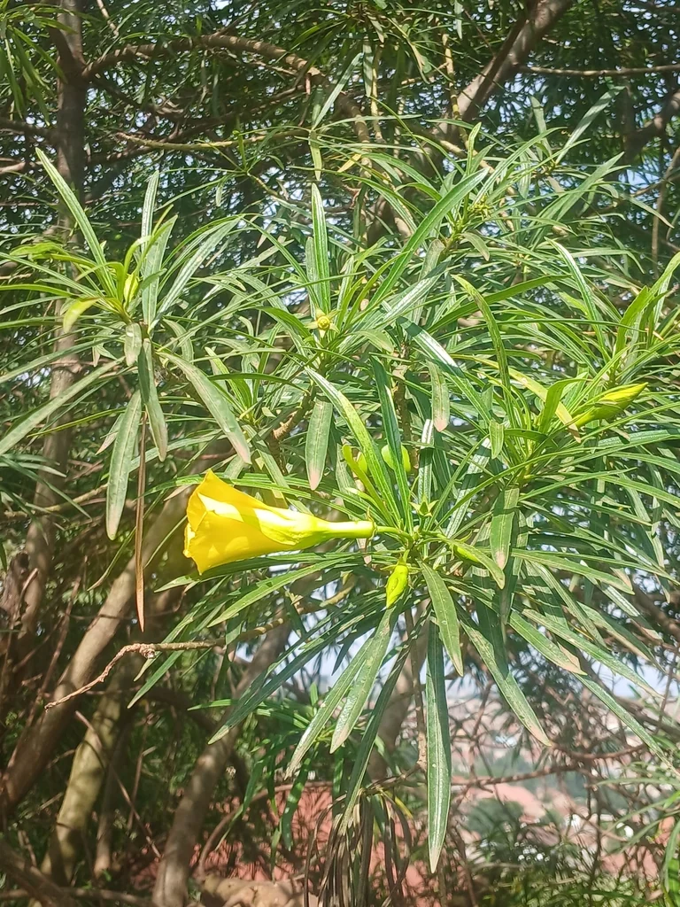 Thevetia Peruviana