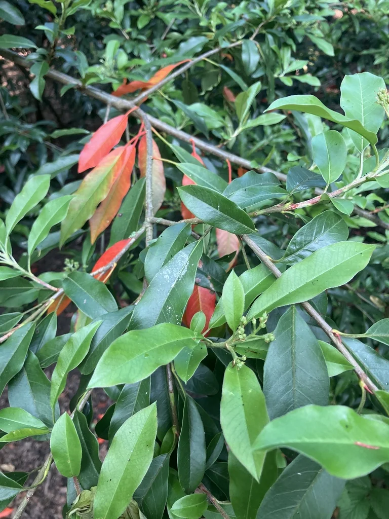 Photinia X Fraseri