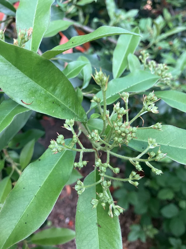 Photinia X Fraseri