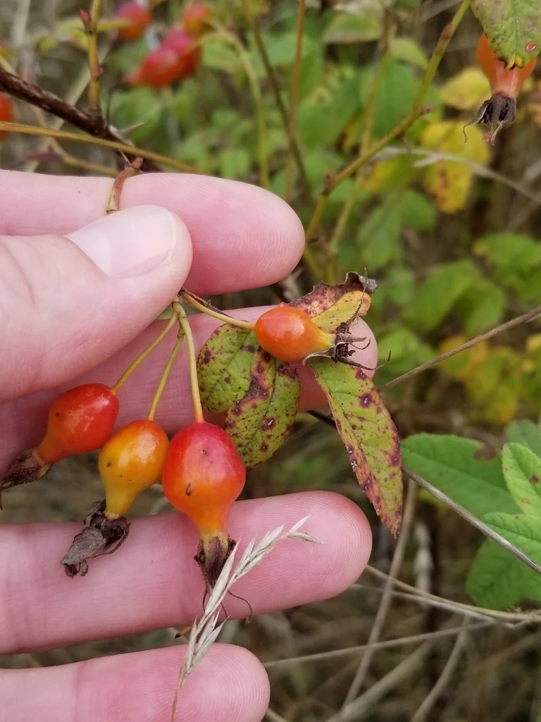Rosa Pisocarpa