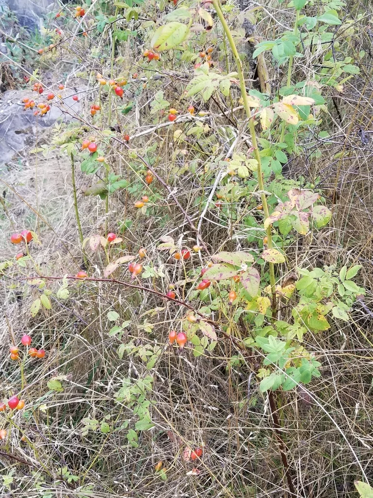 Rosa Pisocarpa
