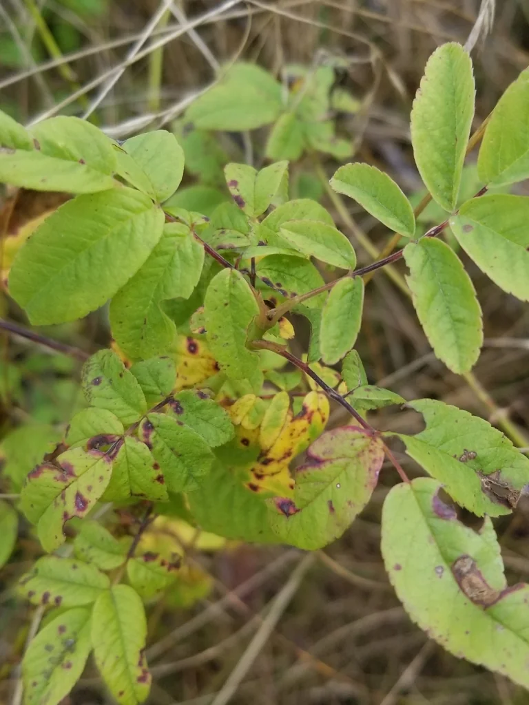 Rosa Pisocarpa
