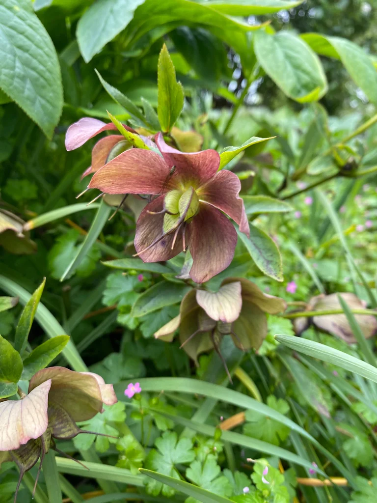 Helleborus Orientalis