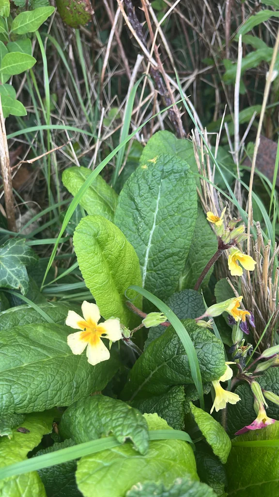 Primula X Polyantha