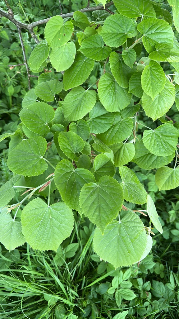 Tilia Tomentosa