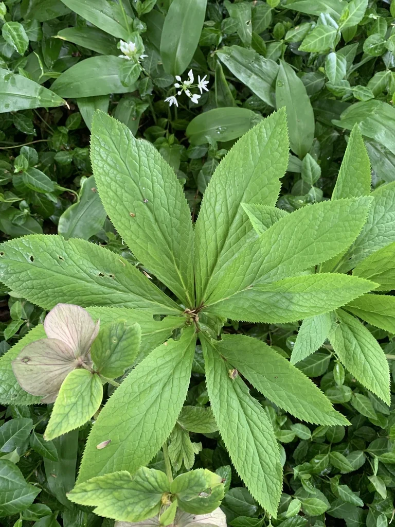 Helleborus Orientalis