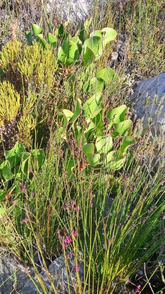 Protea Cynaroides