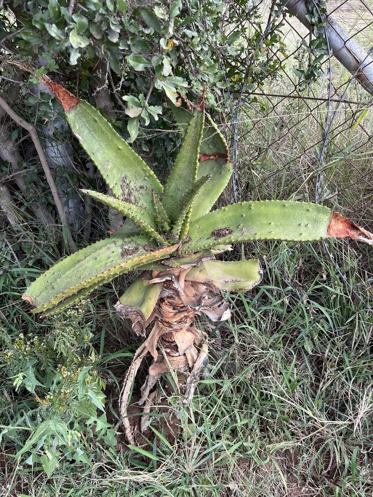 Aloe Marlothii