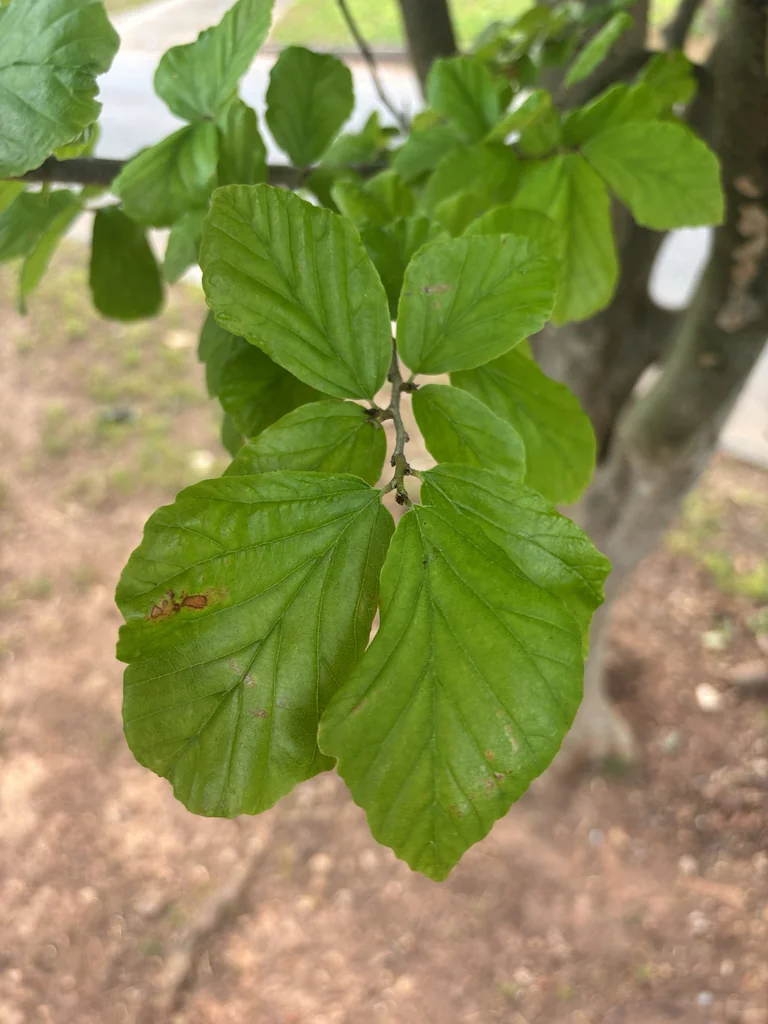 Parrotia Persica