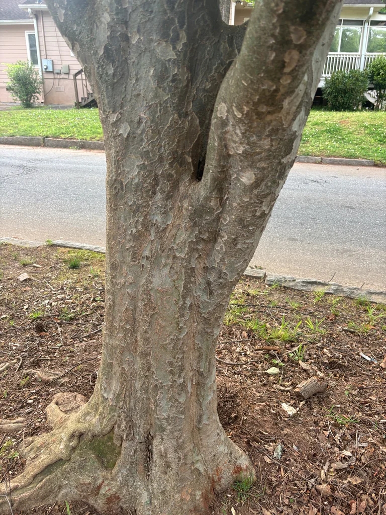Parrotia Persica