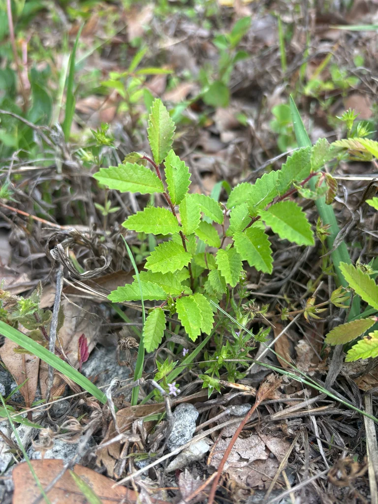 Ulmus Parvifolia