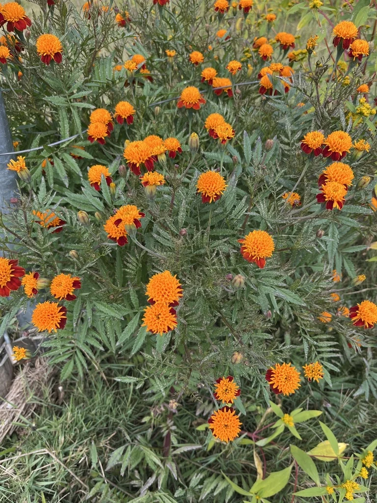 Tagetes Patula