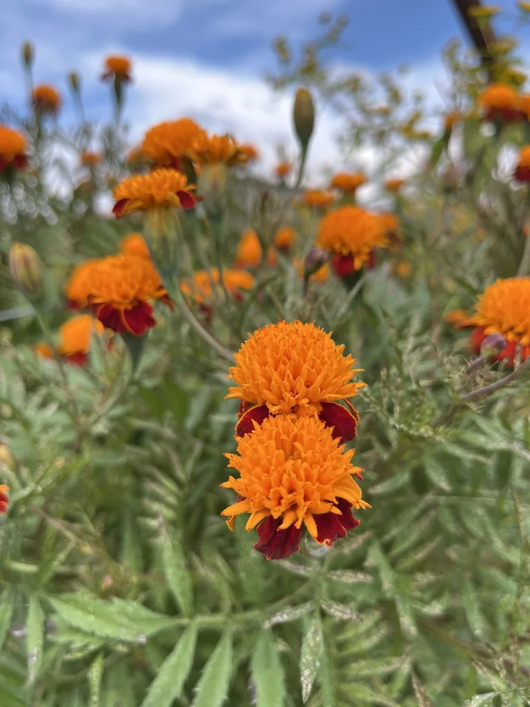 Tagetes Patula