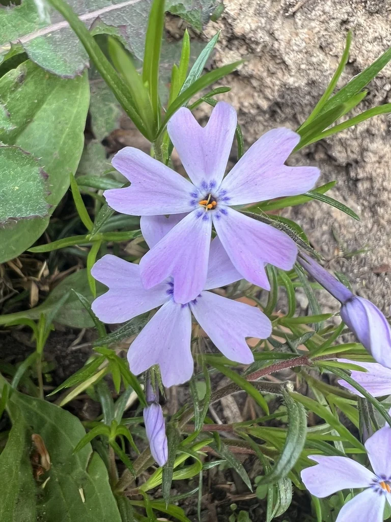 Phlox Subulata