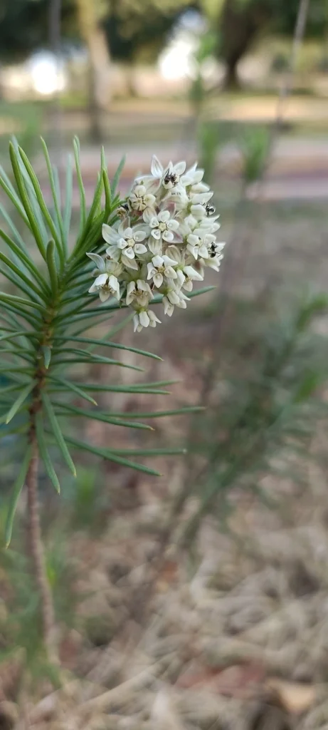 Asclepias Linaria