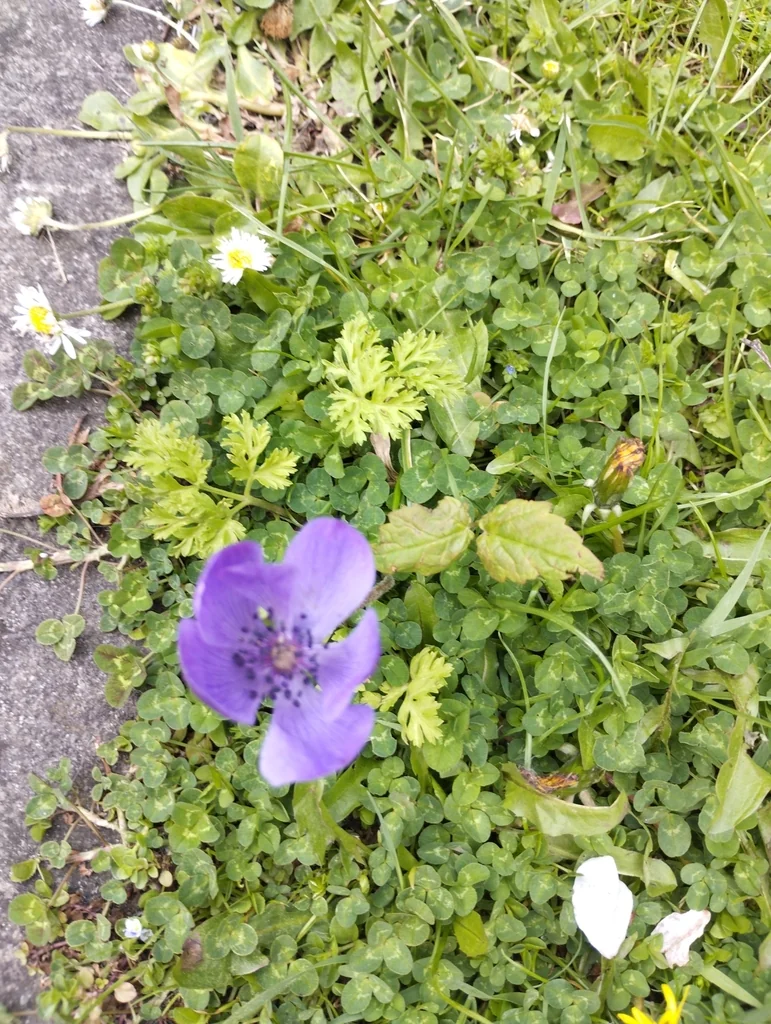 Anemone Coronaria