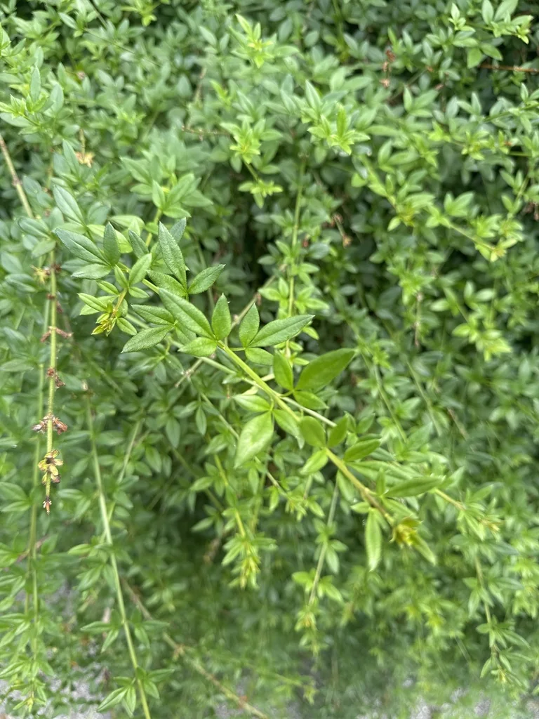 Jasminum Nudiflorum