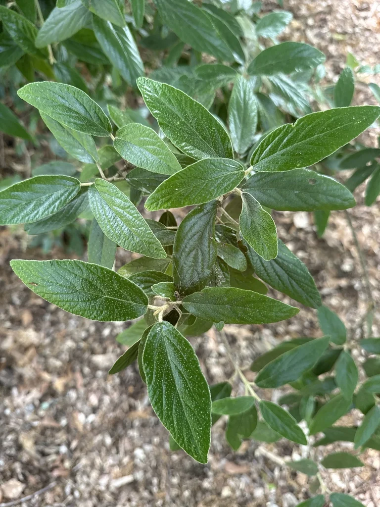 Viburnum Rhytidophyllum