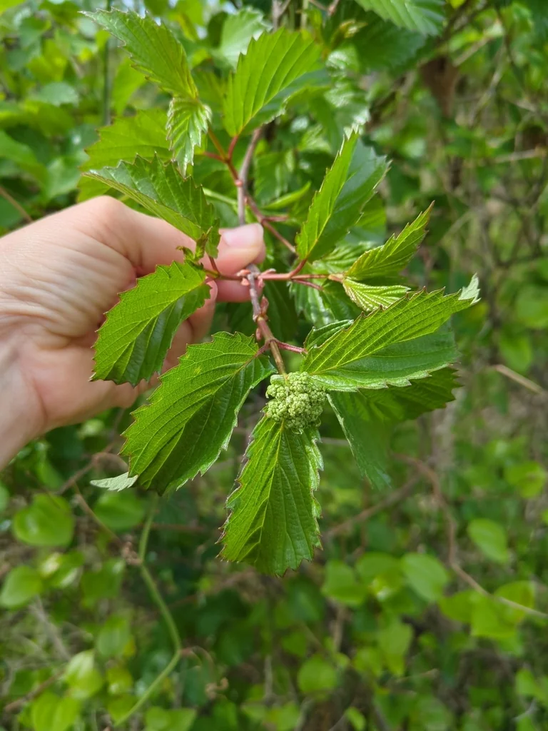 Viburnum Dentatum