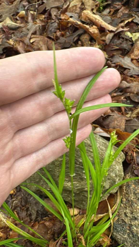 Carex Amphibola