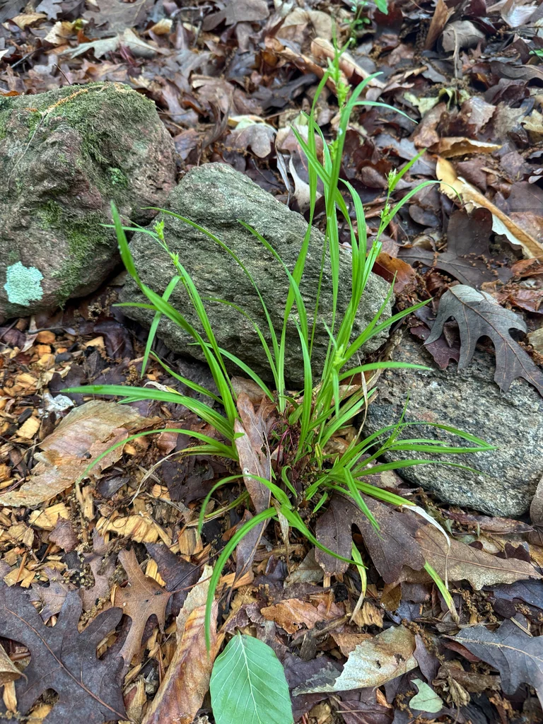 Carex Amphibola