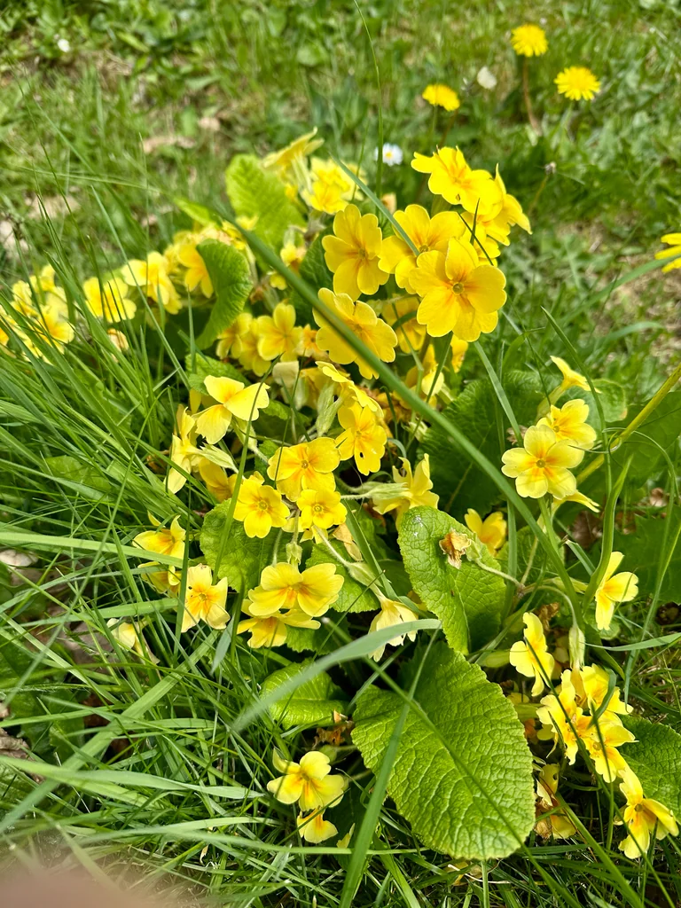 Primula X Polyantha