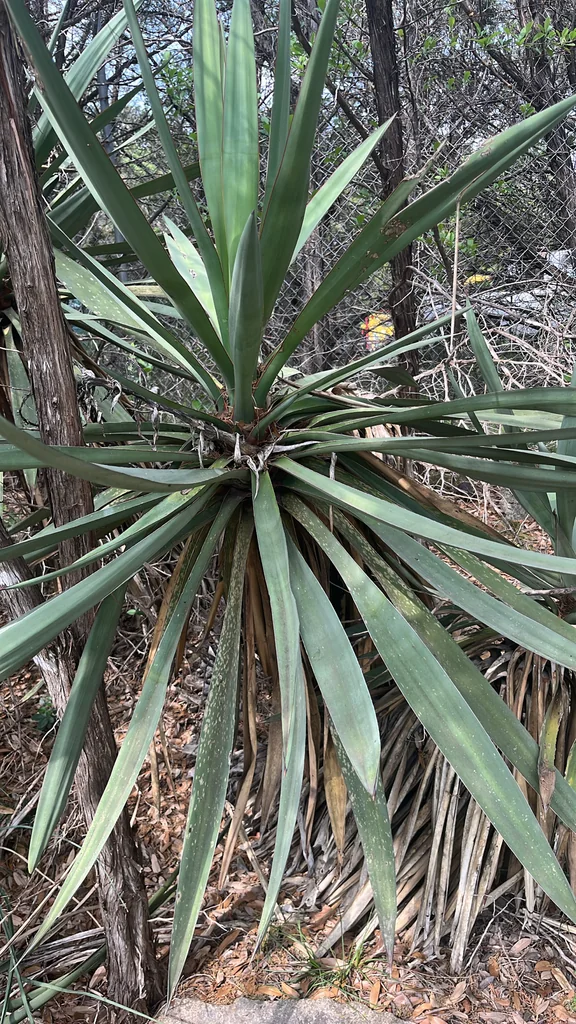 Yucca Treculiana