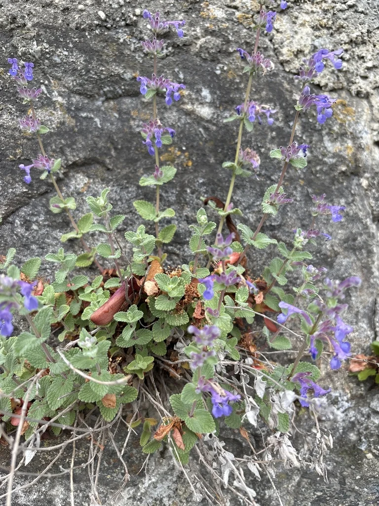 Nepeta Racemosa