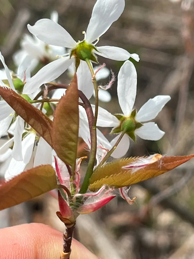 Amelanchier Laevis