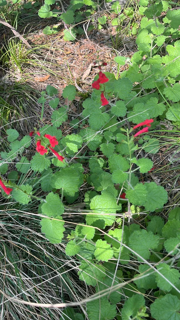 Salvia Roemeriana