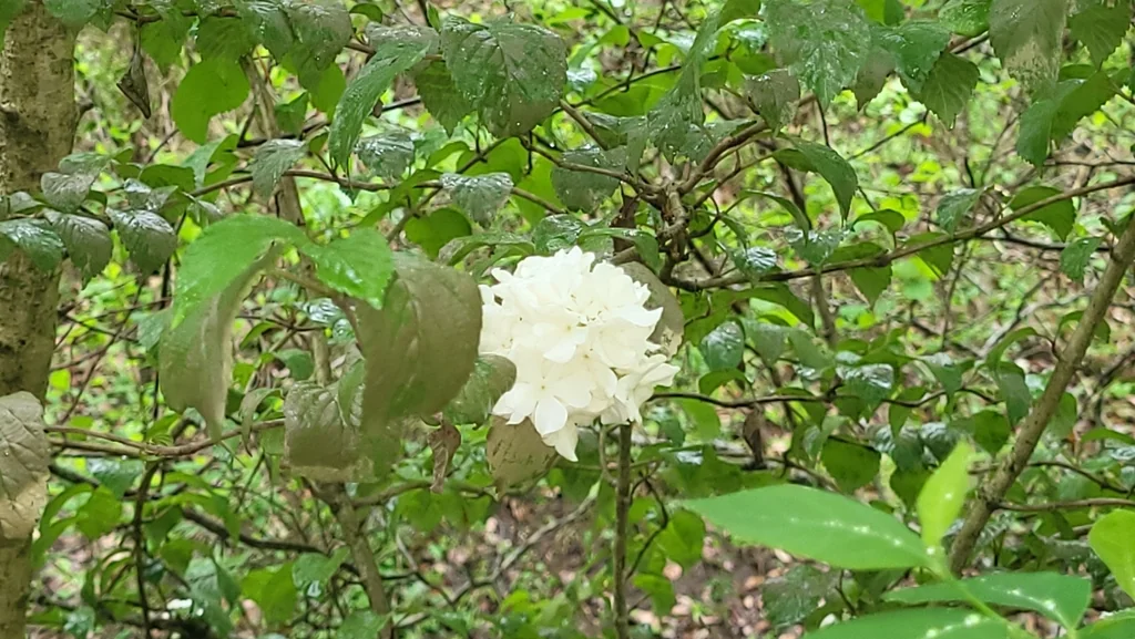 Viburnum Plicatum