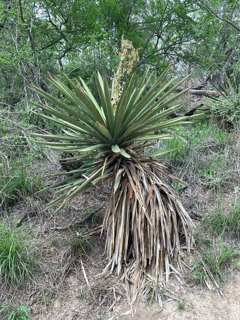 Yucca Treculiana