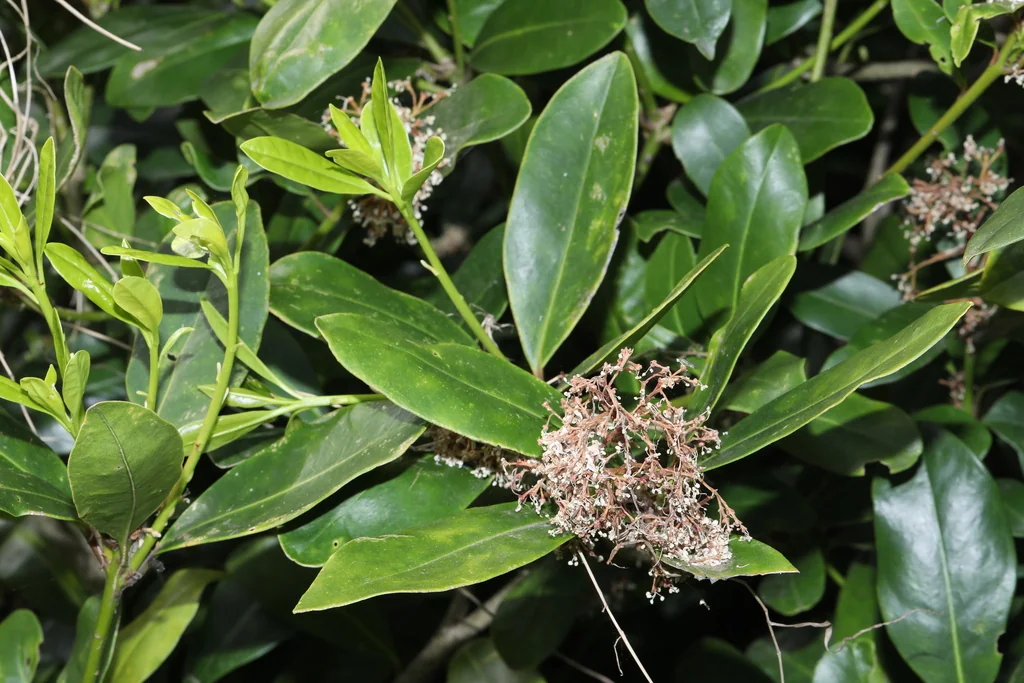 Skimmia Japonica