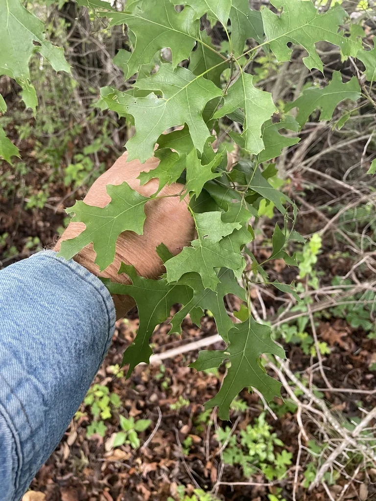 Quercus Buckleyi
