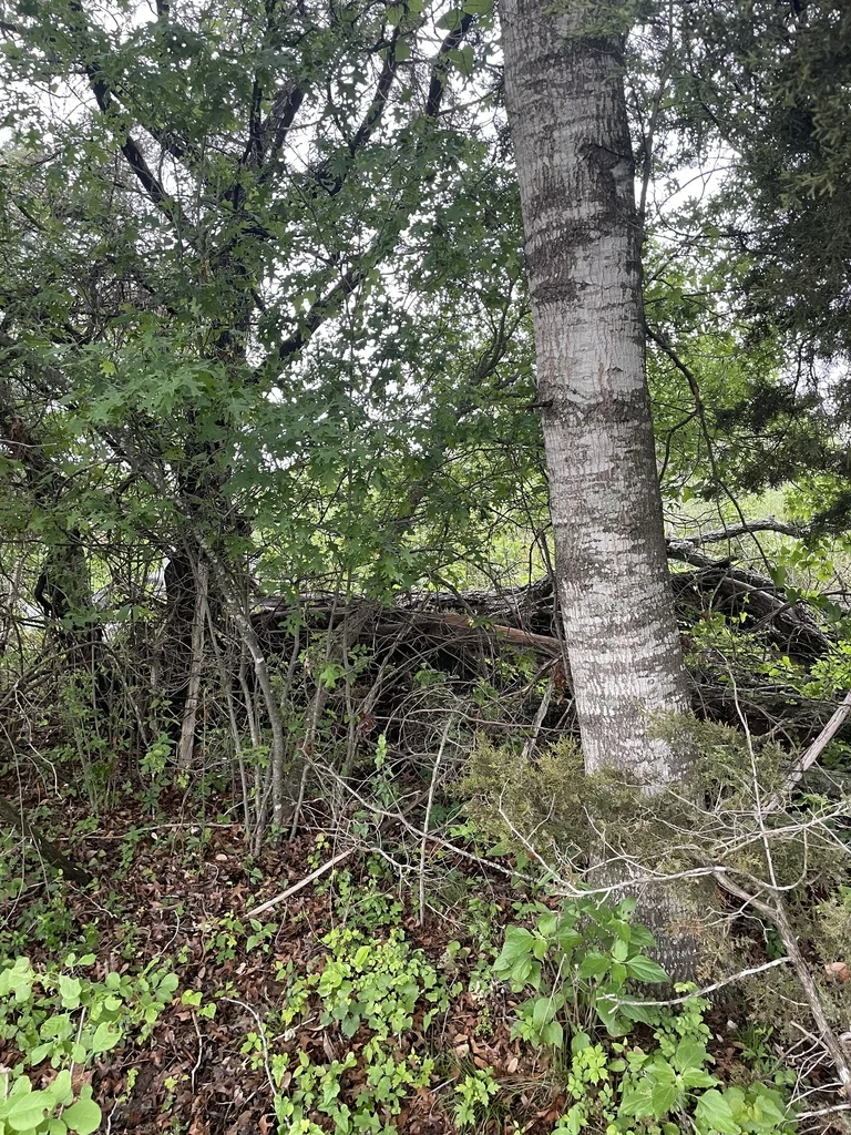 Quercus Buckleyi