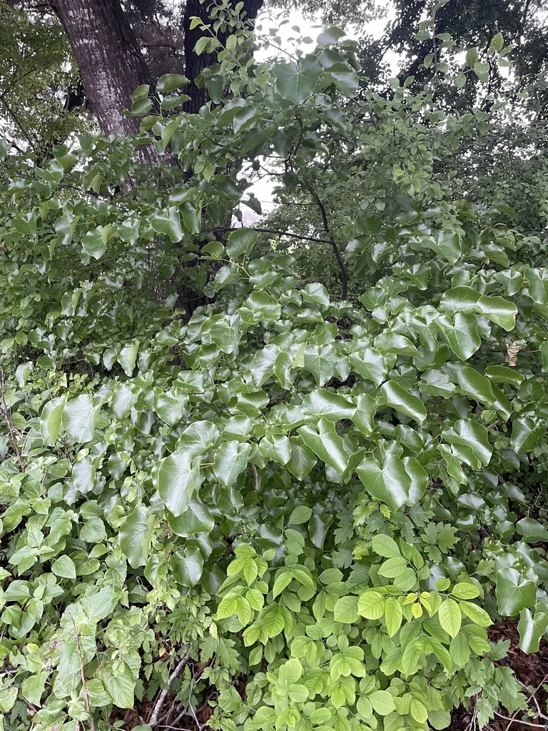 Cercis Canadensis Var. Texensis